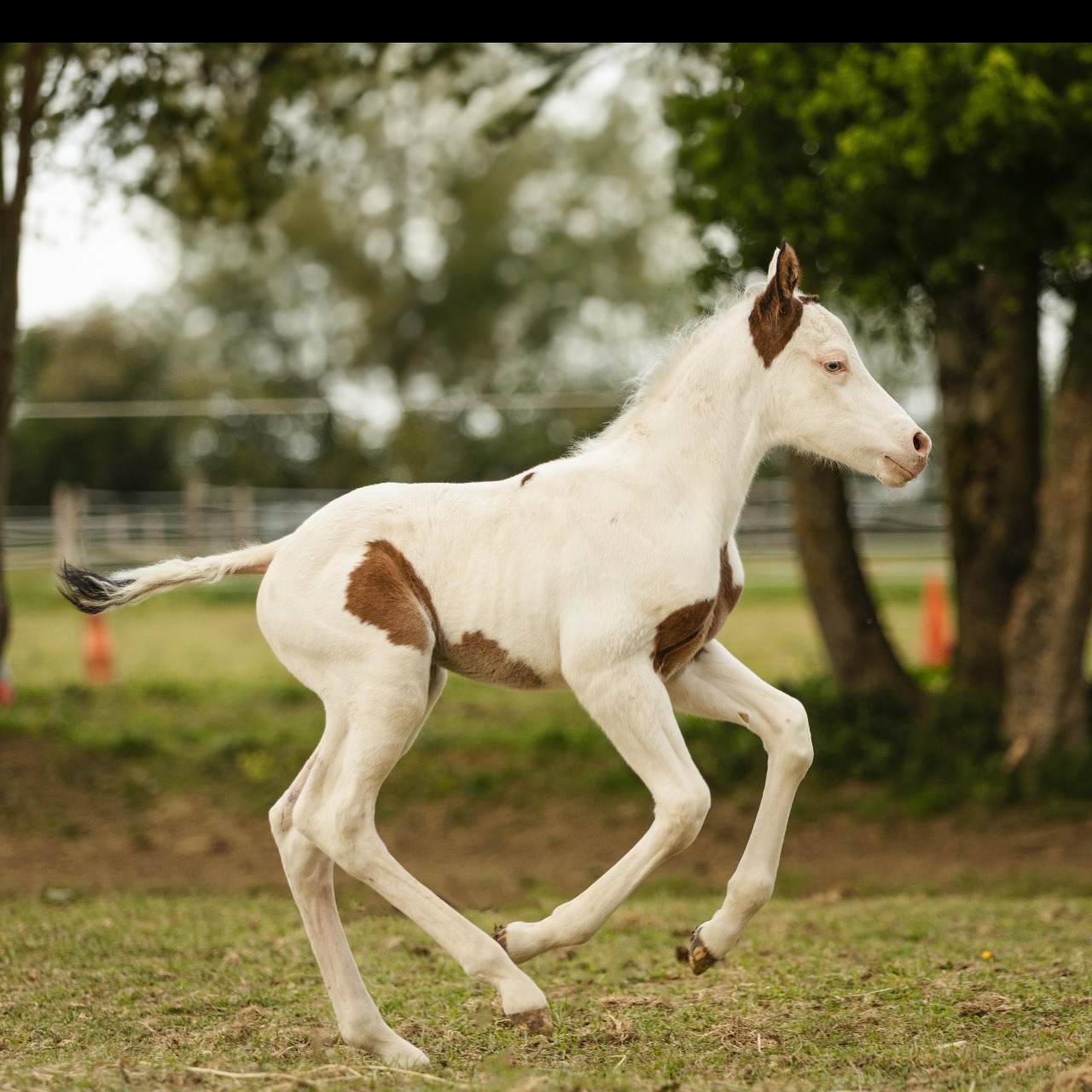 Image de l'annonce Poulain paint horse