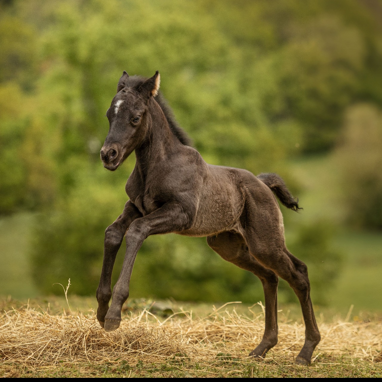 Image de l'annonce Poulain paint horse 