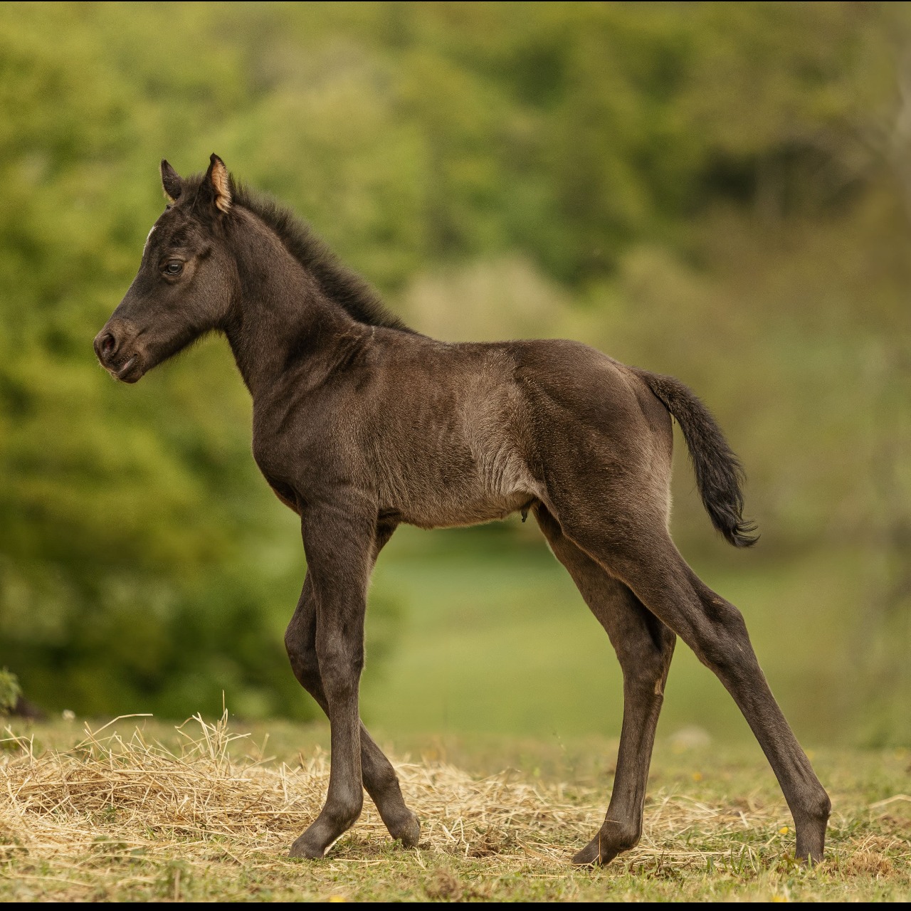 Image de l'annonce Poulain paint horse 