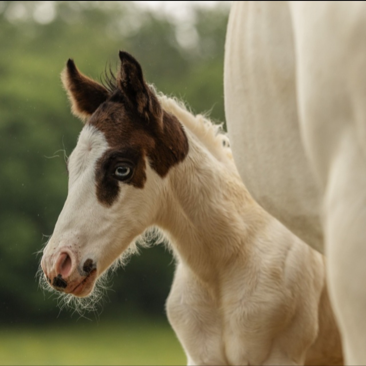 Image de l'annonce Poulain paint horse