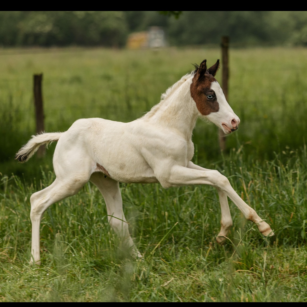 Image de l'annonce Poulain paint horse