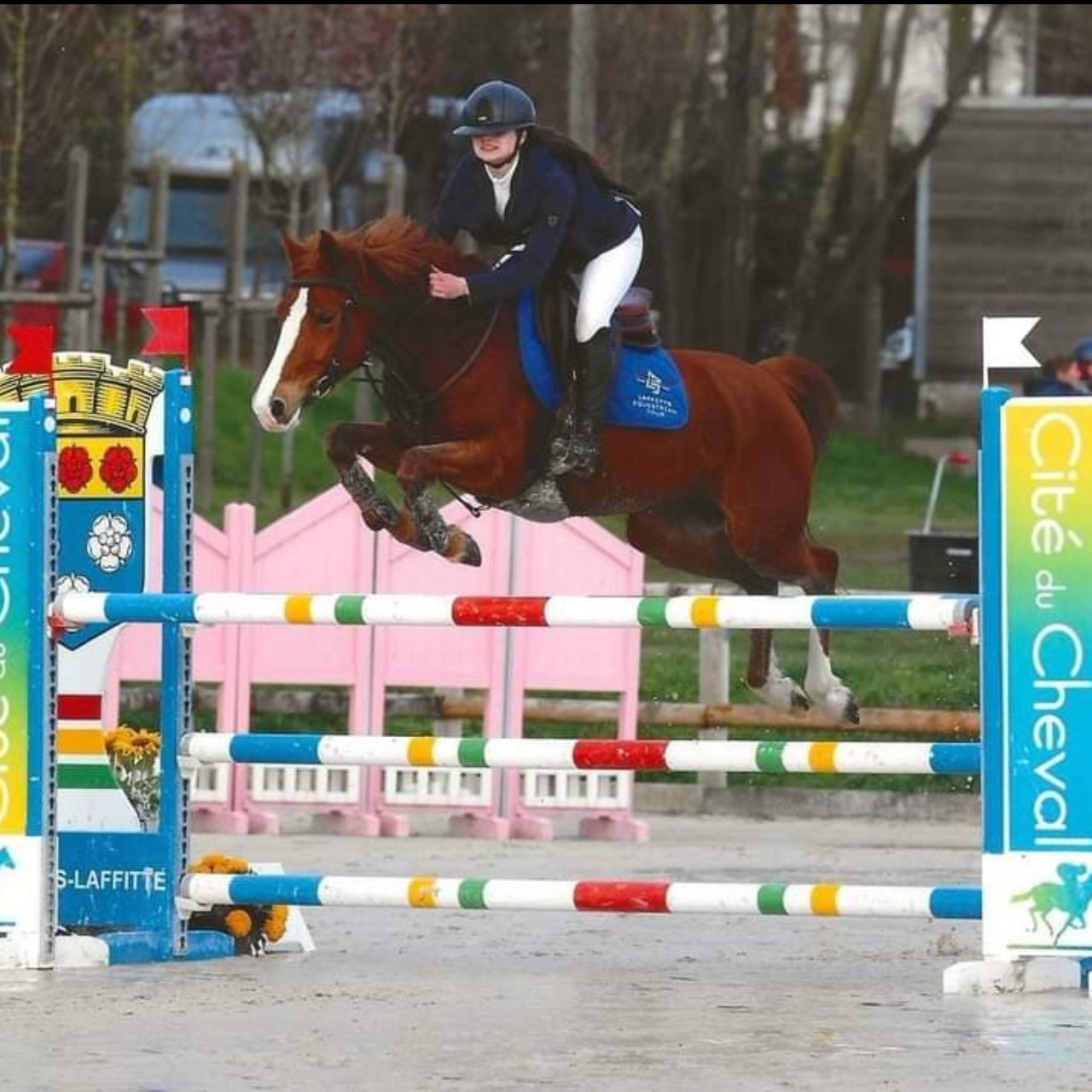 Image de l'annonce GANGNAM STYLE NEOTTIA Poney de grand prix 