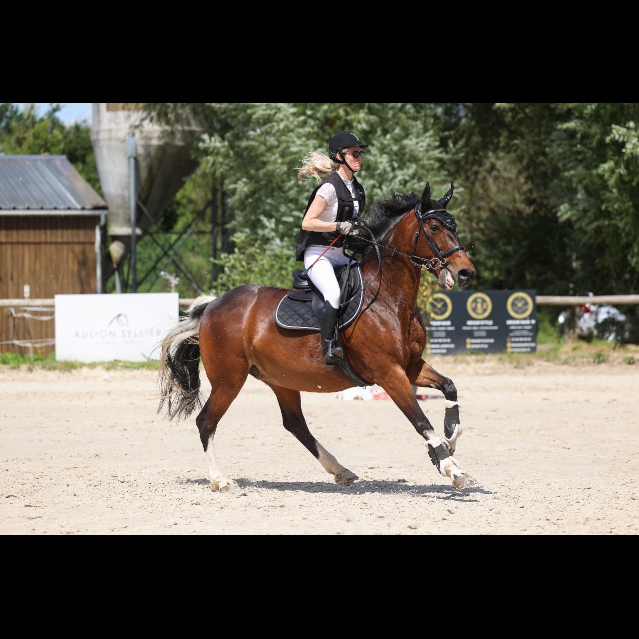 Image de l'annonce Jument bai pie sport/loisirs