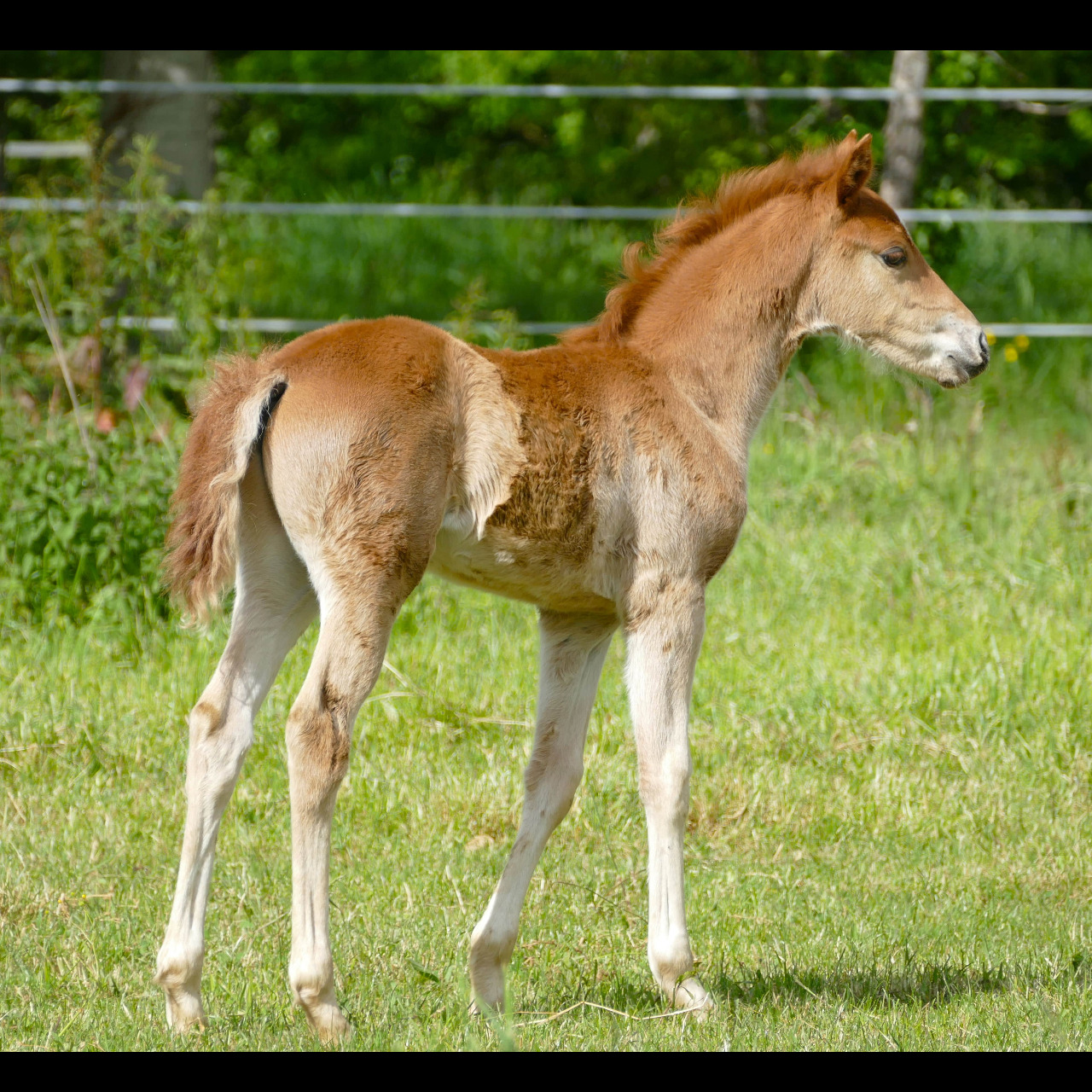 Image de l'annonce Foal mâle poney de dressage 2024  