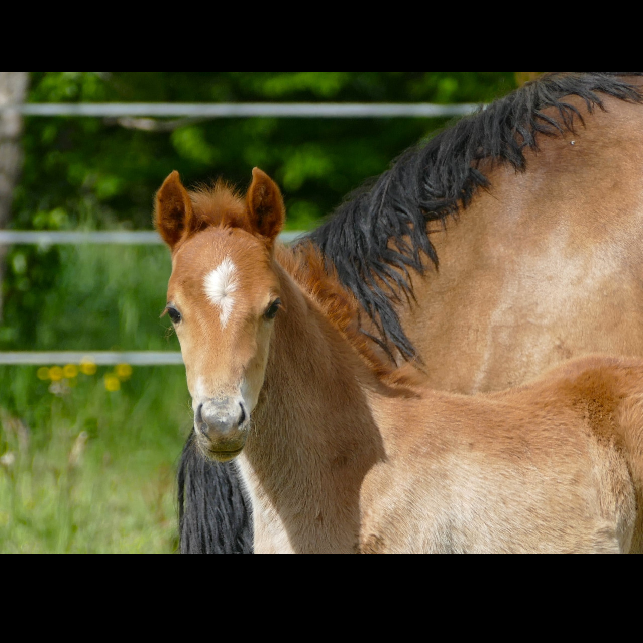 Image de l'annonce Foal mâle poney de dressage 2024  