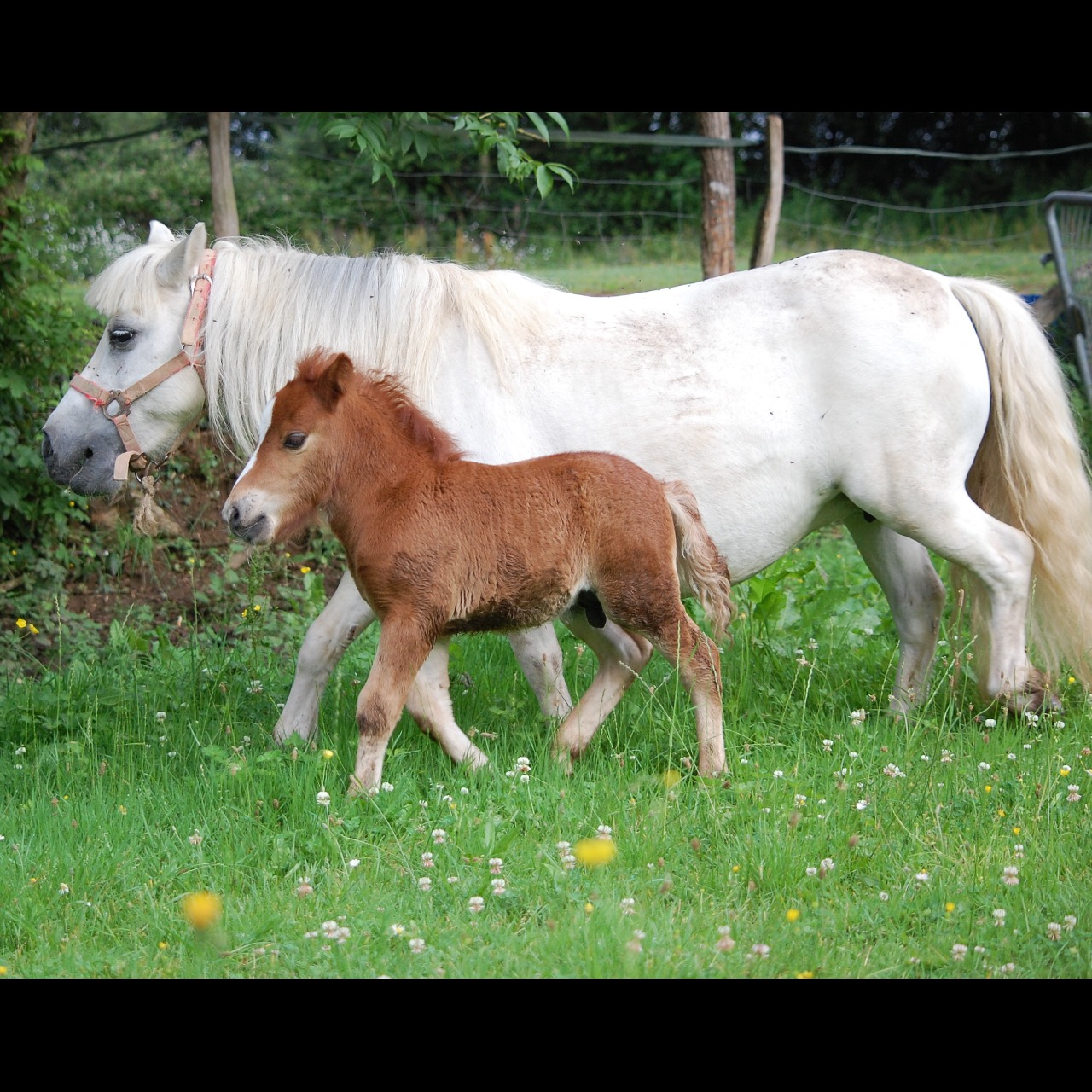 Image de l'annonce JOLI POULAINS SHETLAND PP