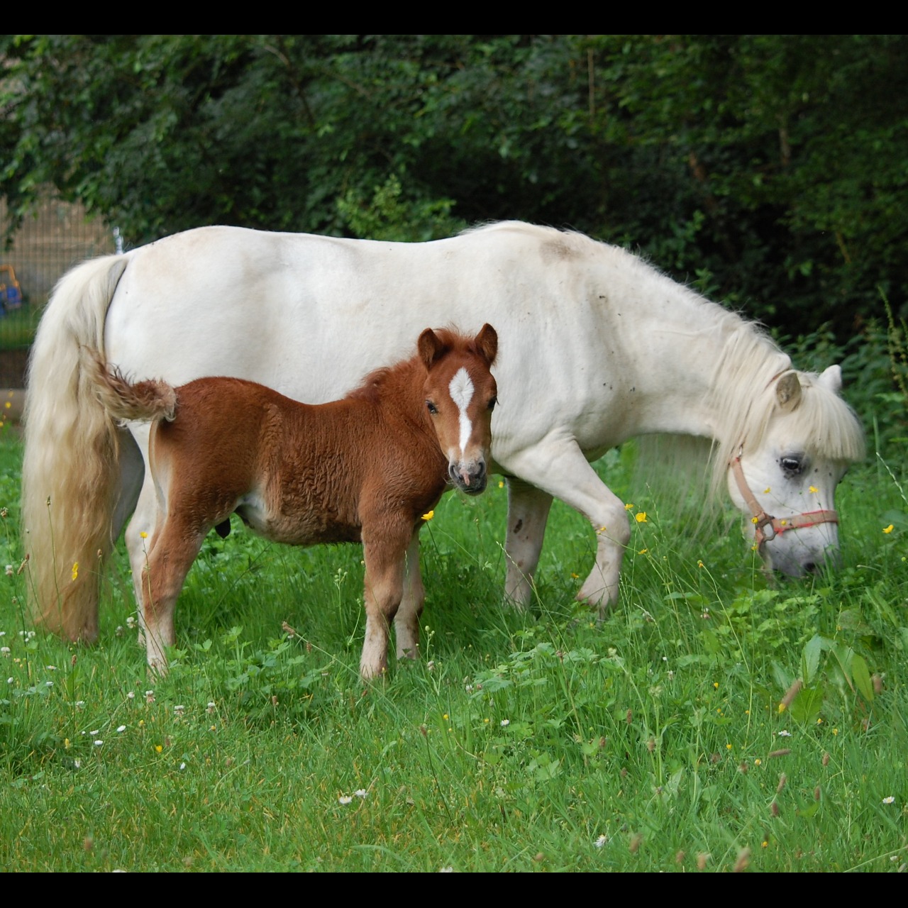 Image de l'annonce JOLI POULAINS SHETLAND PP