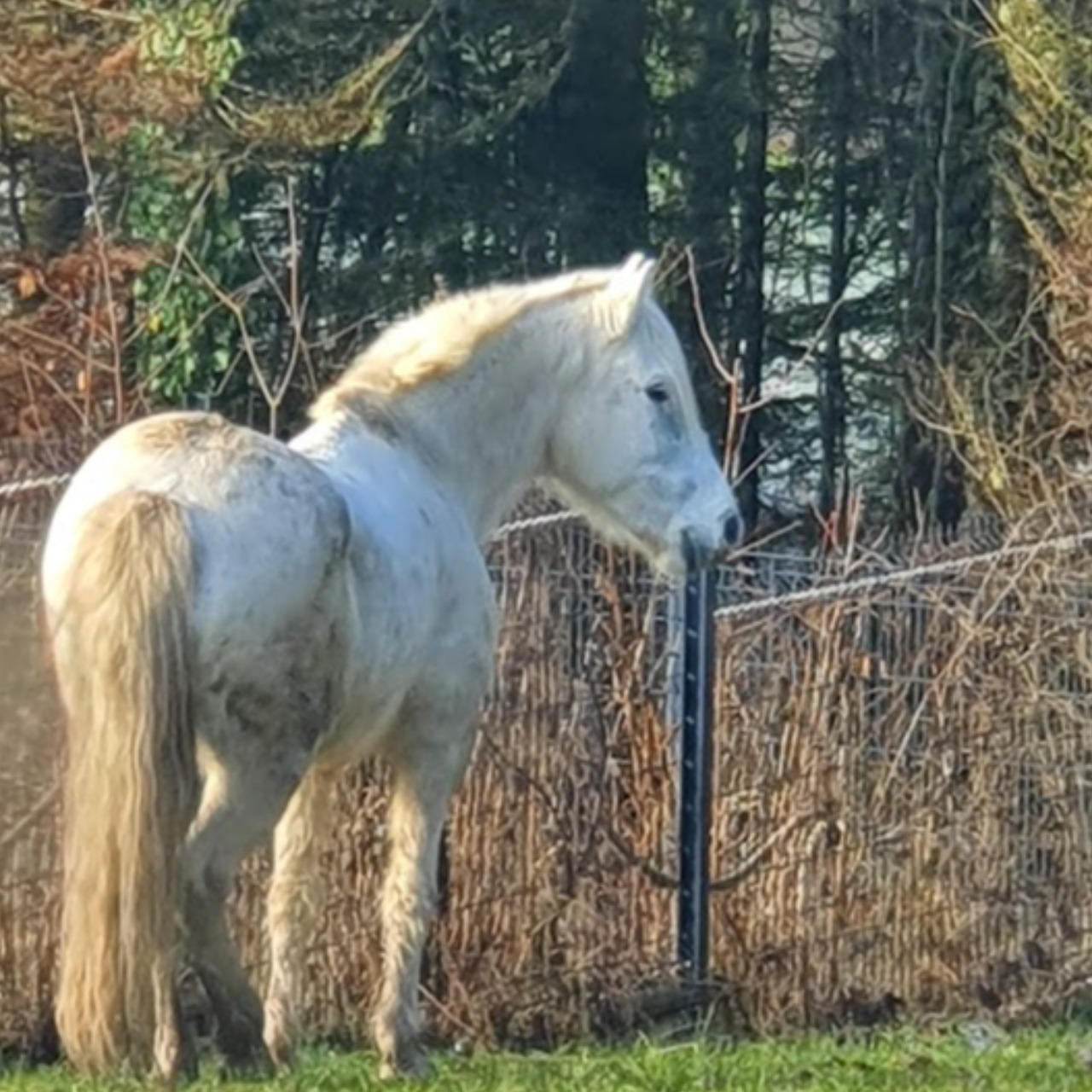 Image de l'annonce camargue hongre