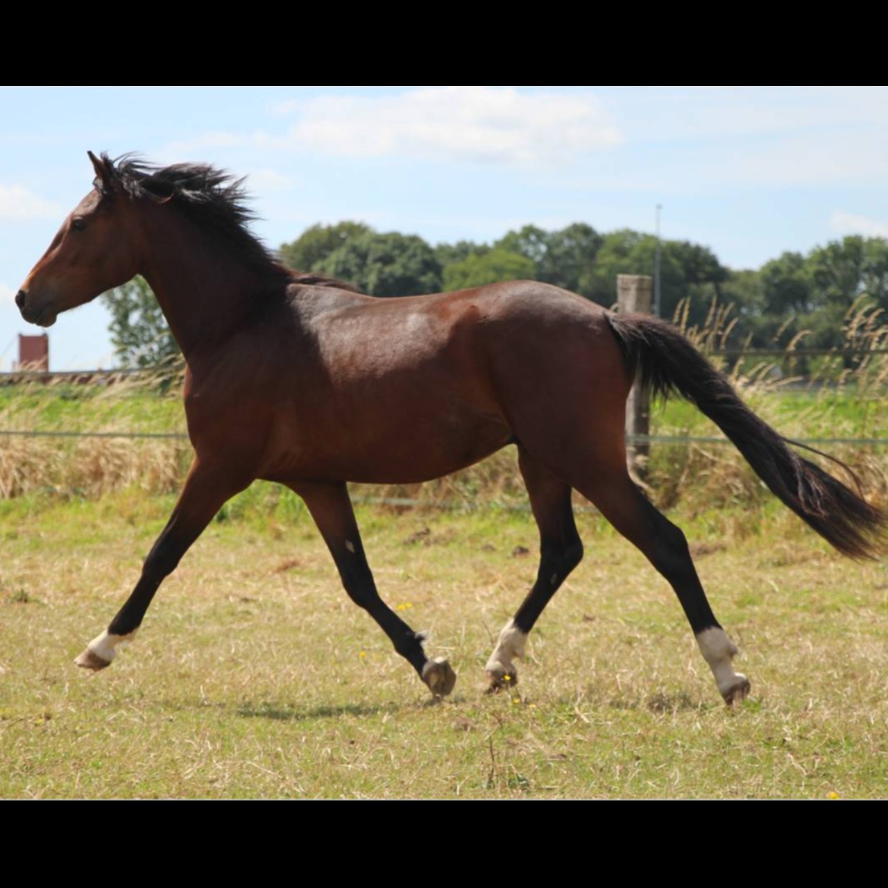 Image de l'annonce poney pfs 2ans