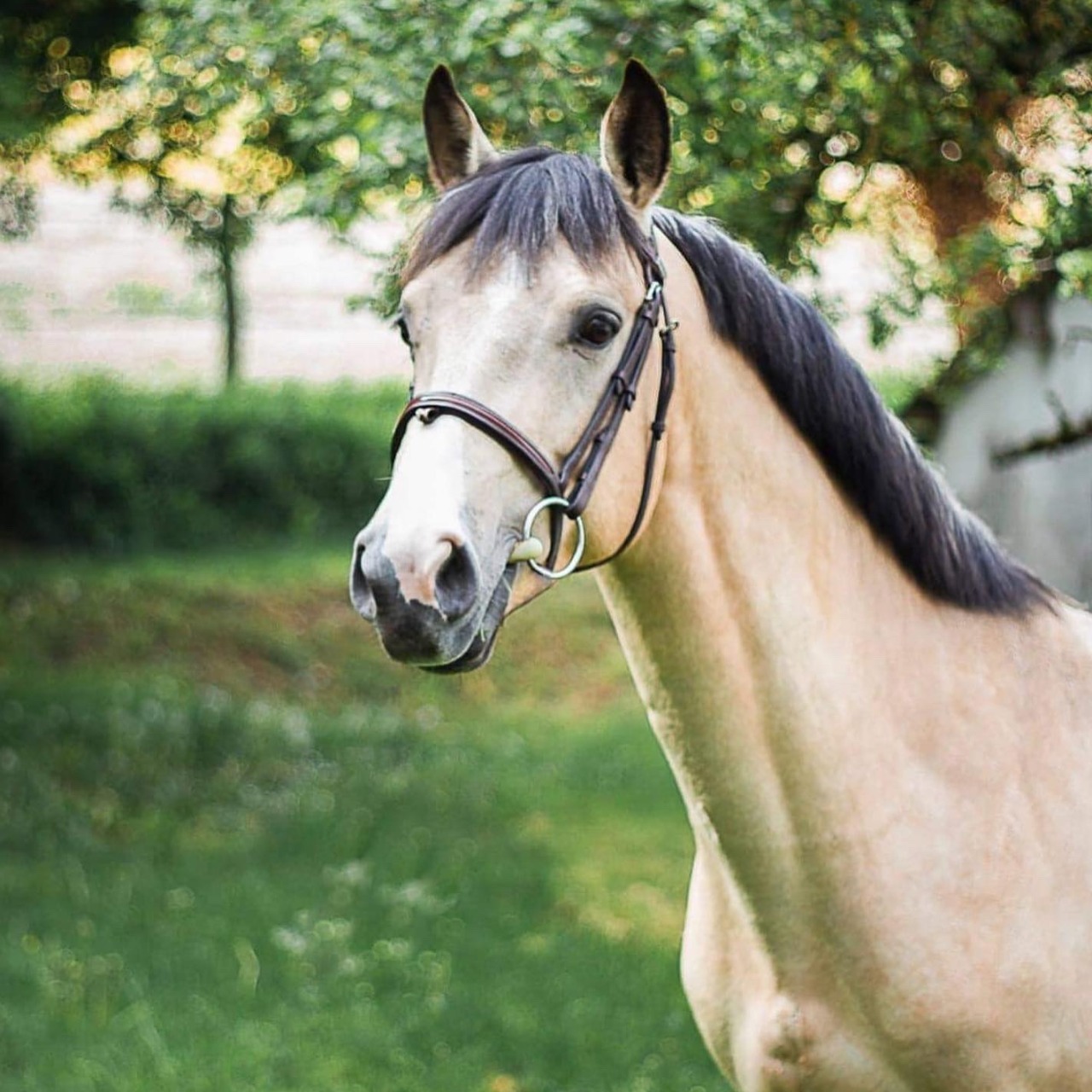 Image de l'annonce Poney Entier isabelle 7 ans