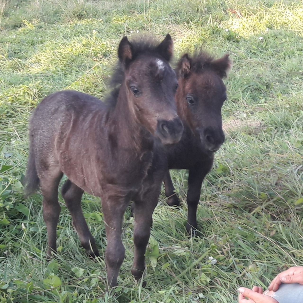 Image de l'annonce Réservation poulain type Shetland Blue Roan