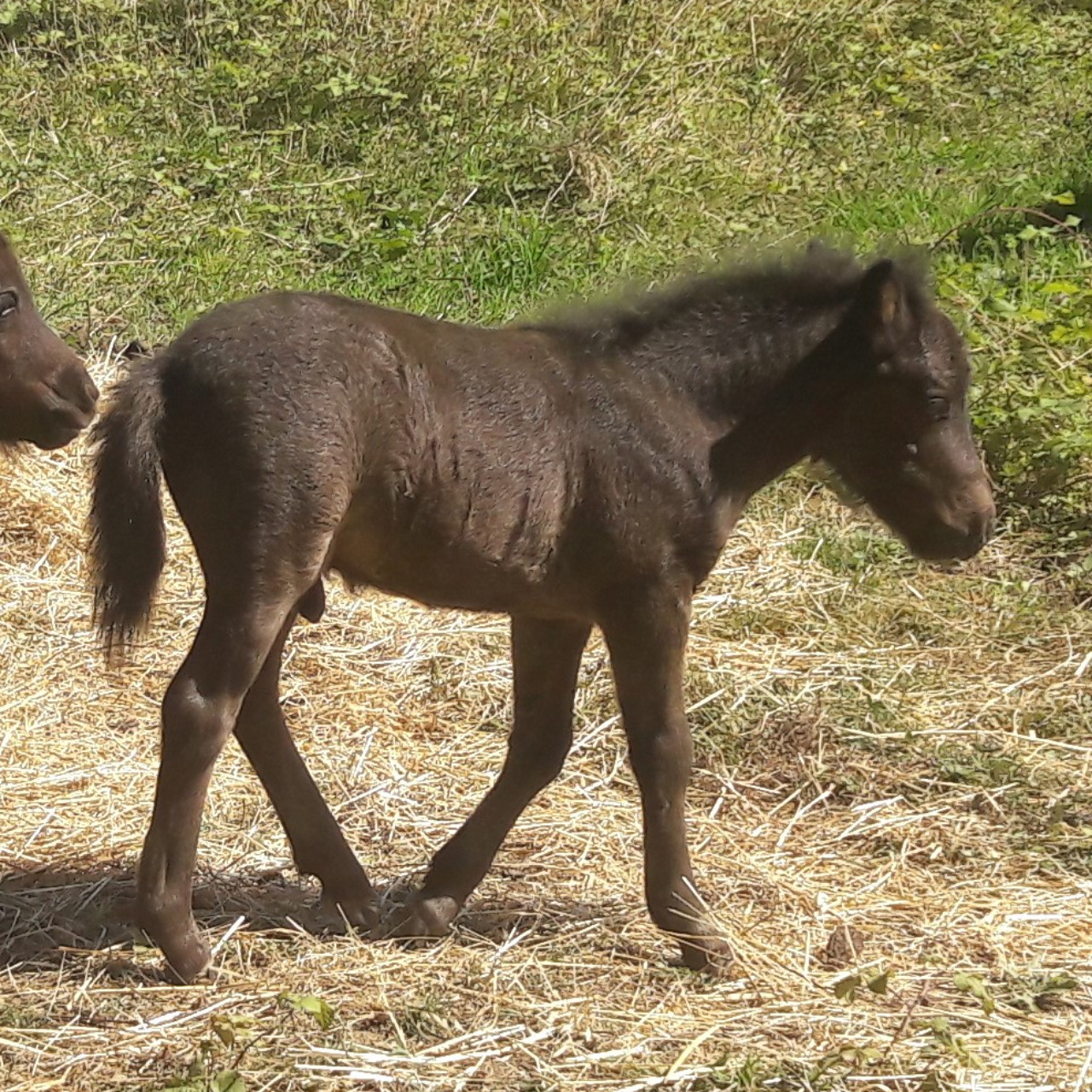 Image de l'annonce Réservation poulain type Shetland Blue Roan