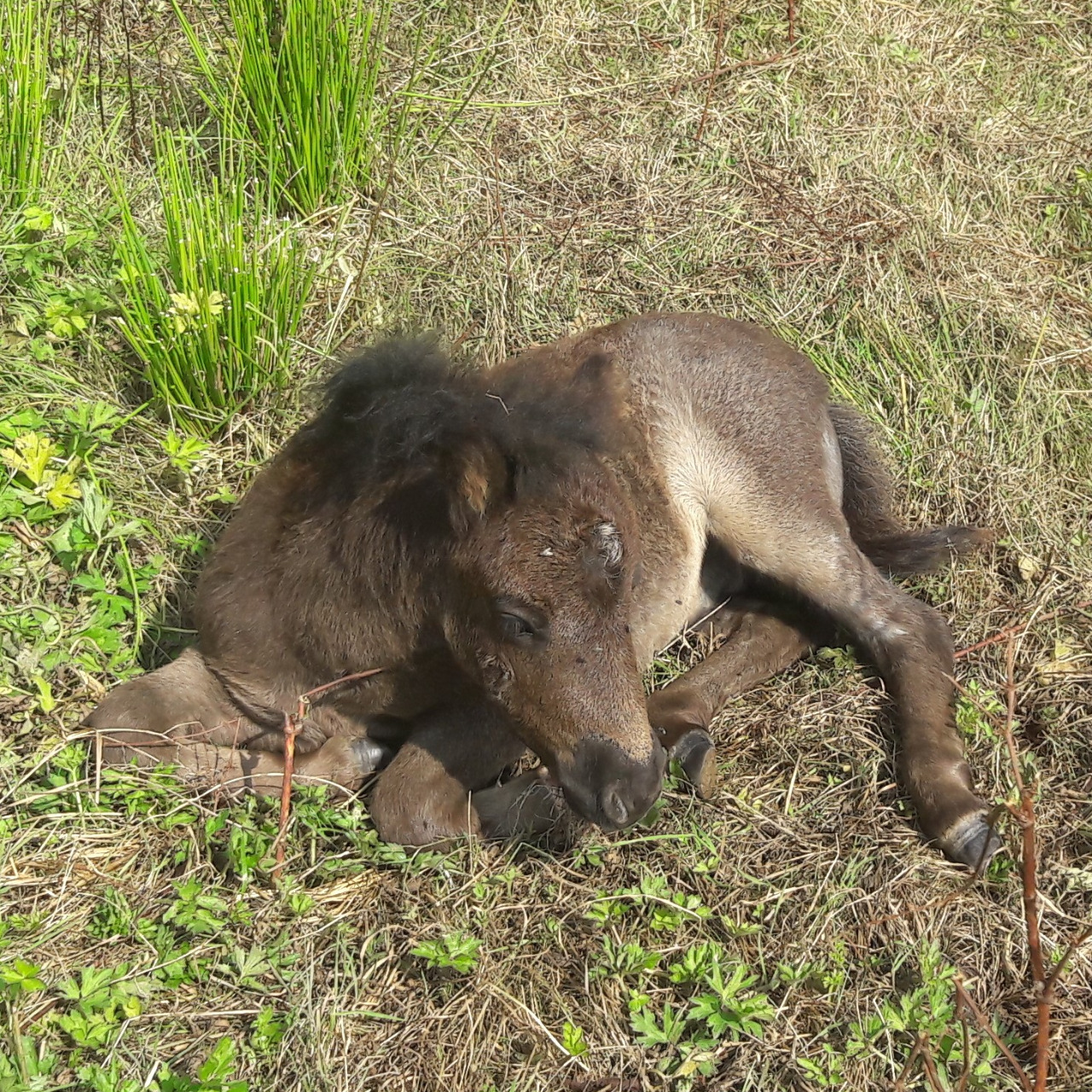 Image de l'annonce Réservation poulain type Shetland Blue Roan