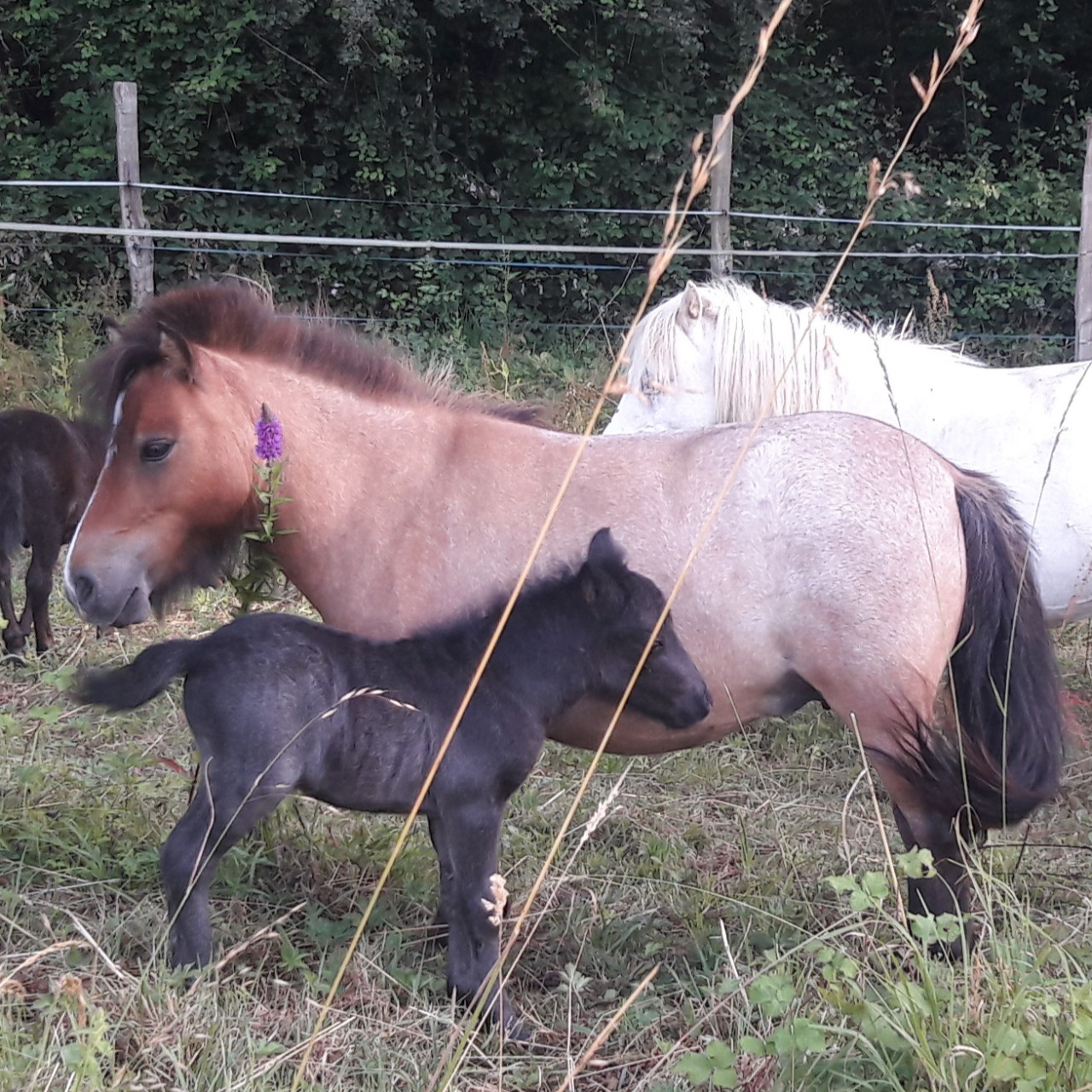 Image de l'annonce Réservation poulain type Shetland Blue Roan