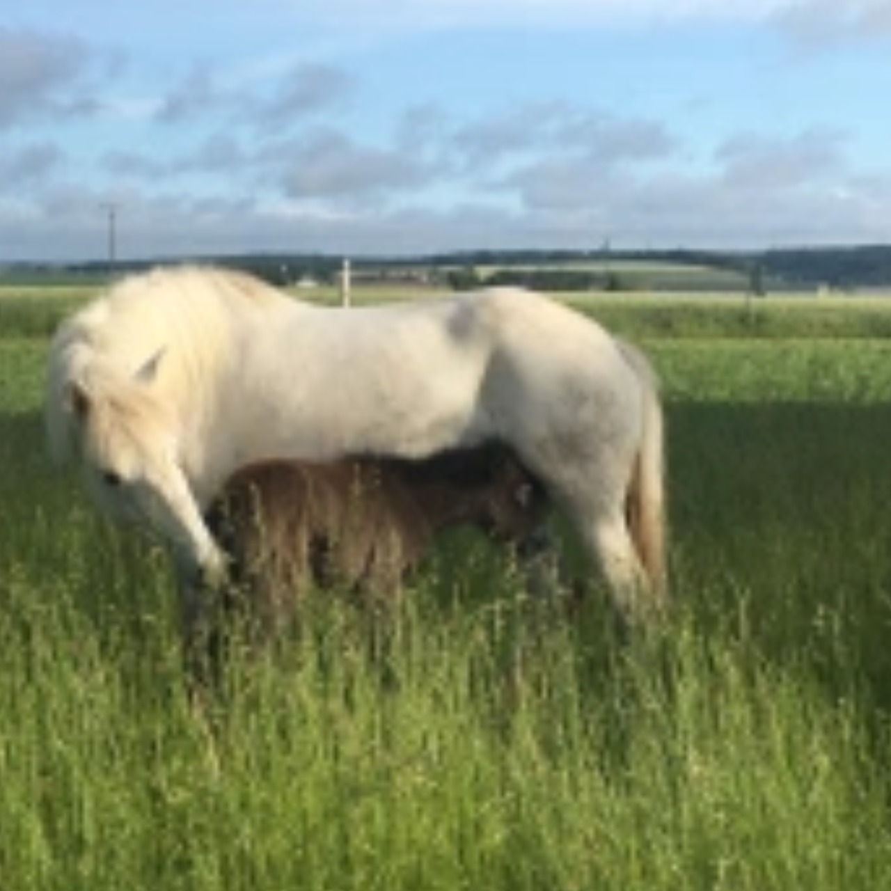 Image de l'annonce Poulain Camargue plein papier disponible en decembre