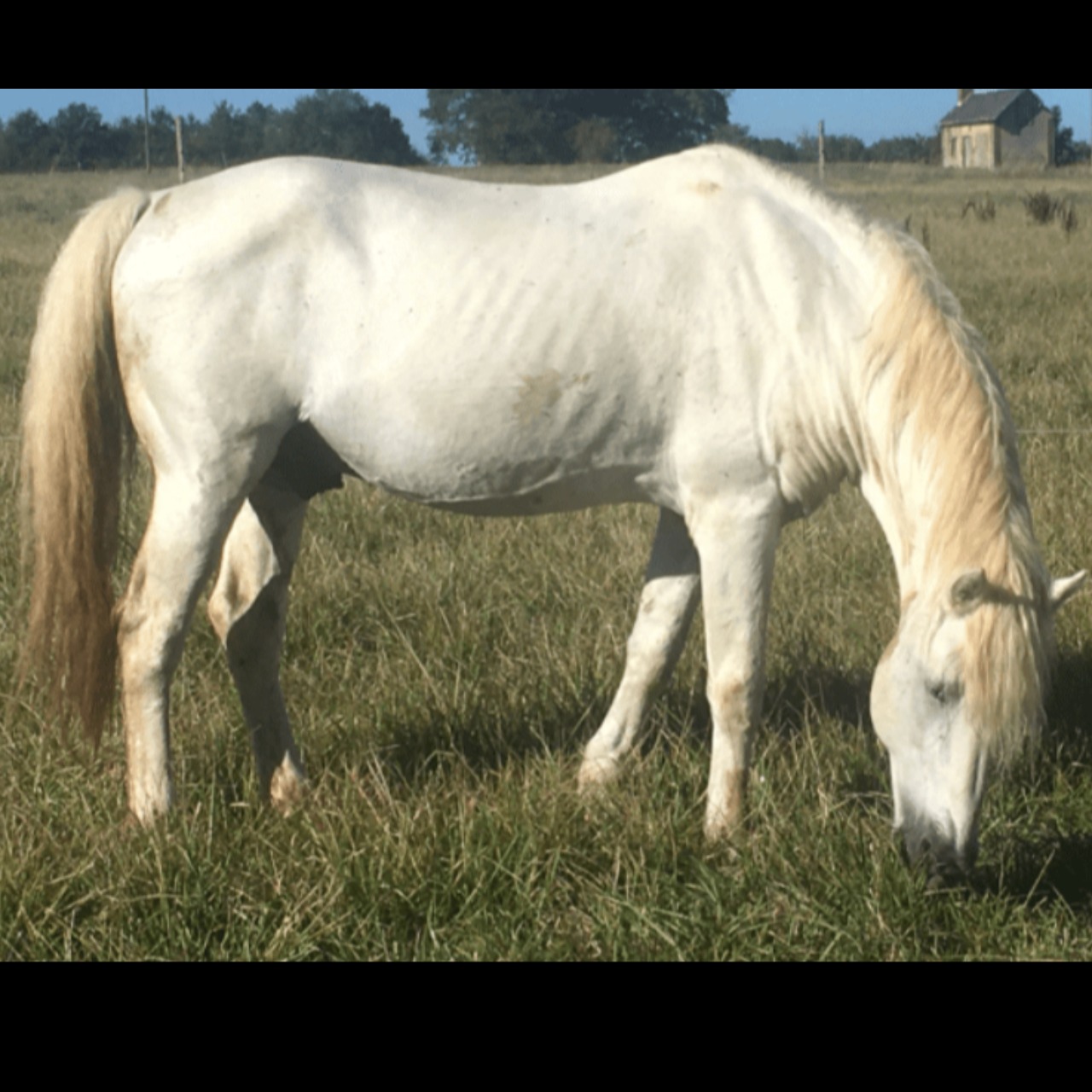 Image de l'annonce Poulain Camargue plein papier disponible en decembre