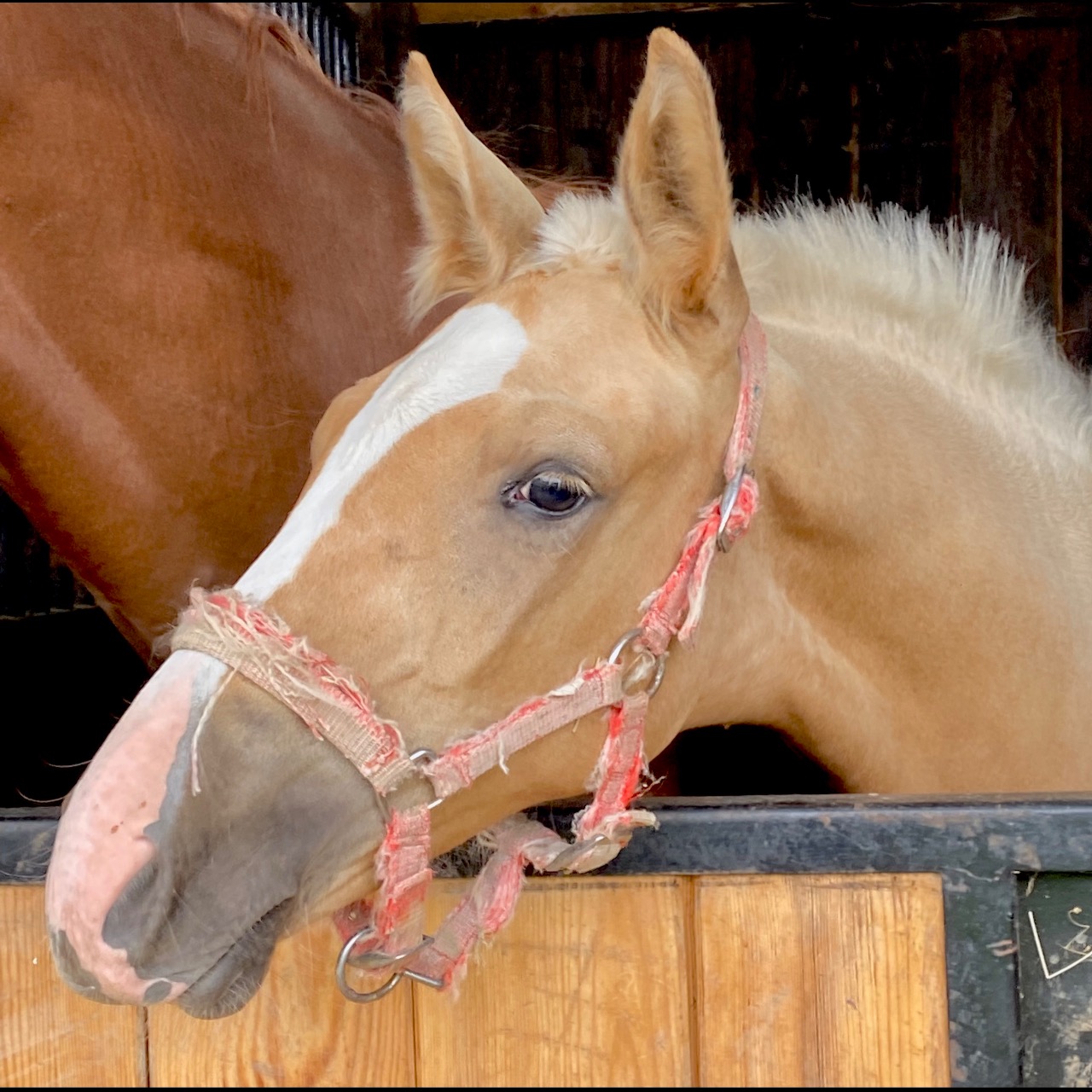 Image de l'annonce Pouliche Palomino 