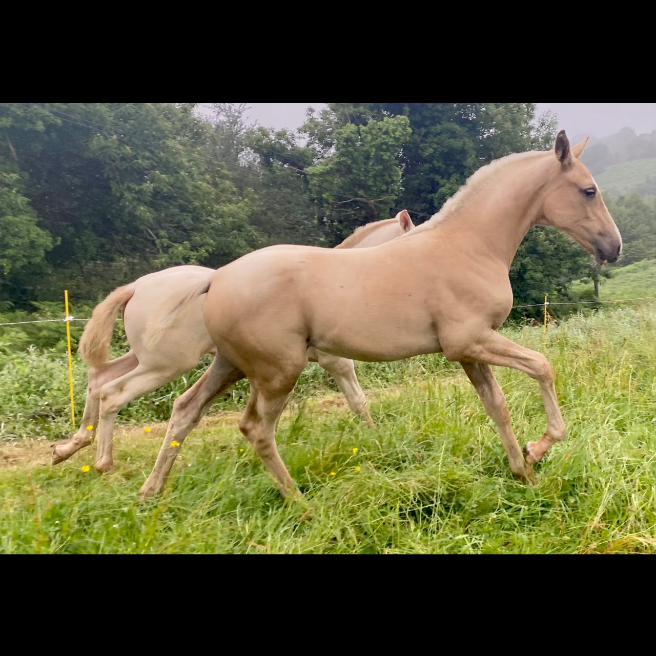 Image de l'annonce Pouliche Palomino 