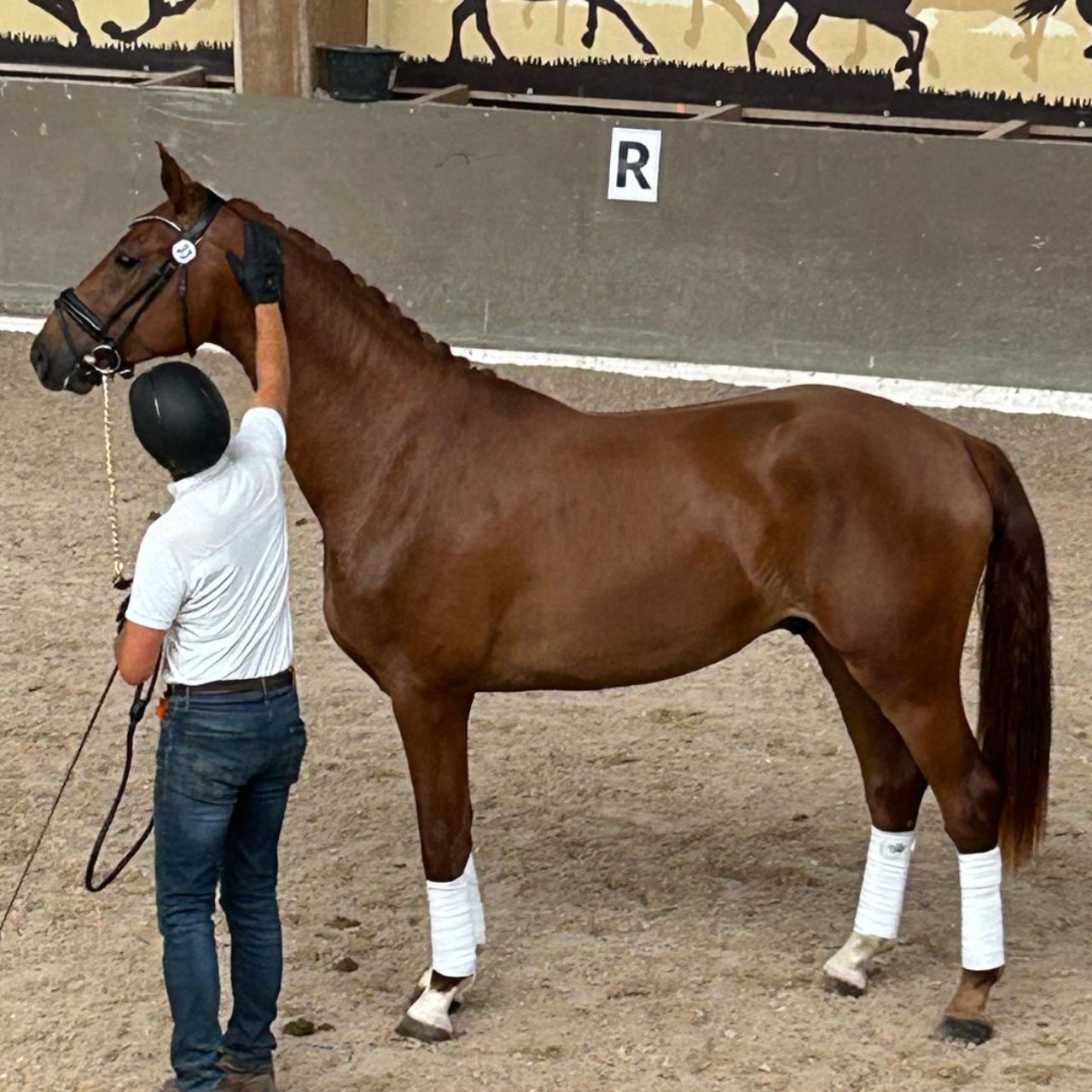 Image de l'annonce 2 ans hongre dressage