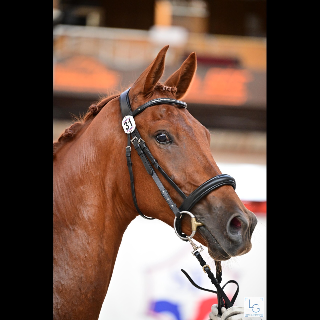 Image de l'annonce Hongre KWPN dressage de 2 ans