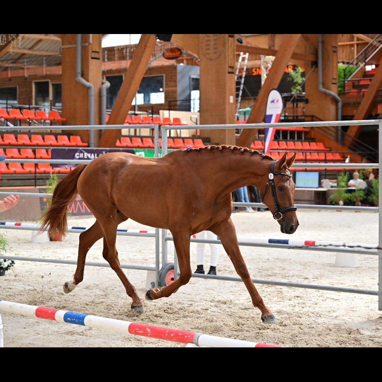Image de l'annonce Hongre KWPN dressage de 2 ans