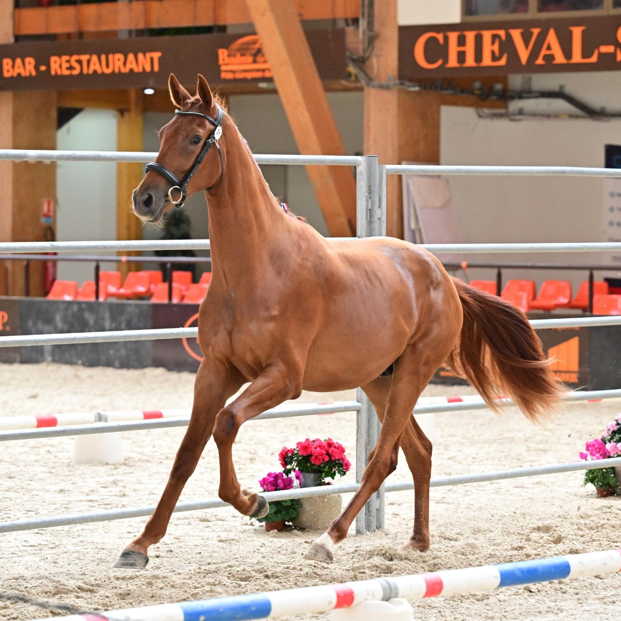 Image de l'annonce Hongre KWPN dressage de 2 ans