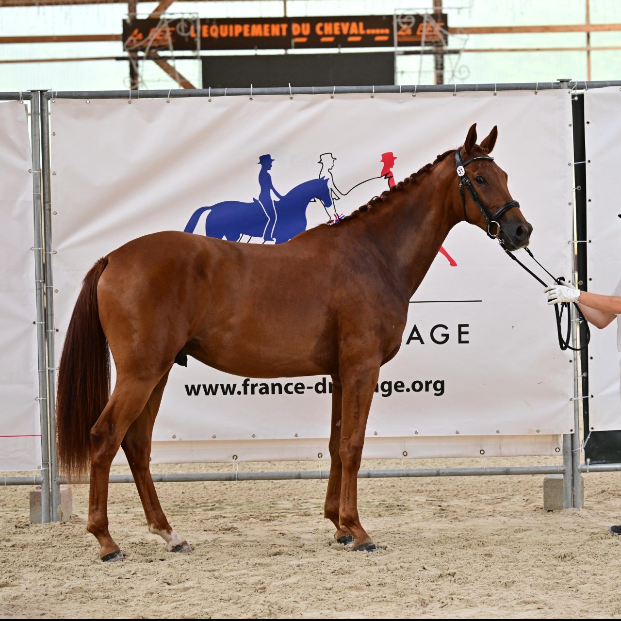 Image de l'annonce Hongre KWPN dressage de 2 ans
