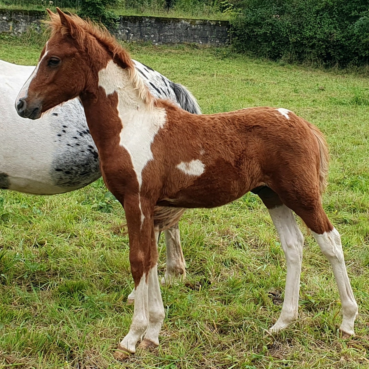 Image de l'annonce Poulain pie alezan