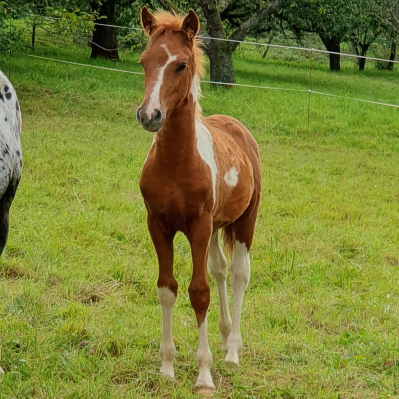 Image de l'annonce Poulain pie alezan