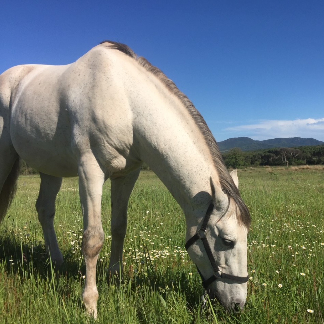 Image de l'annonce Cheval espagnol 17 ans