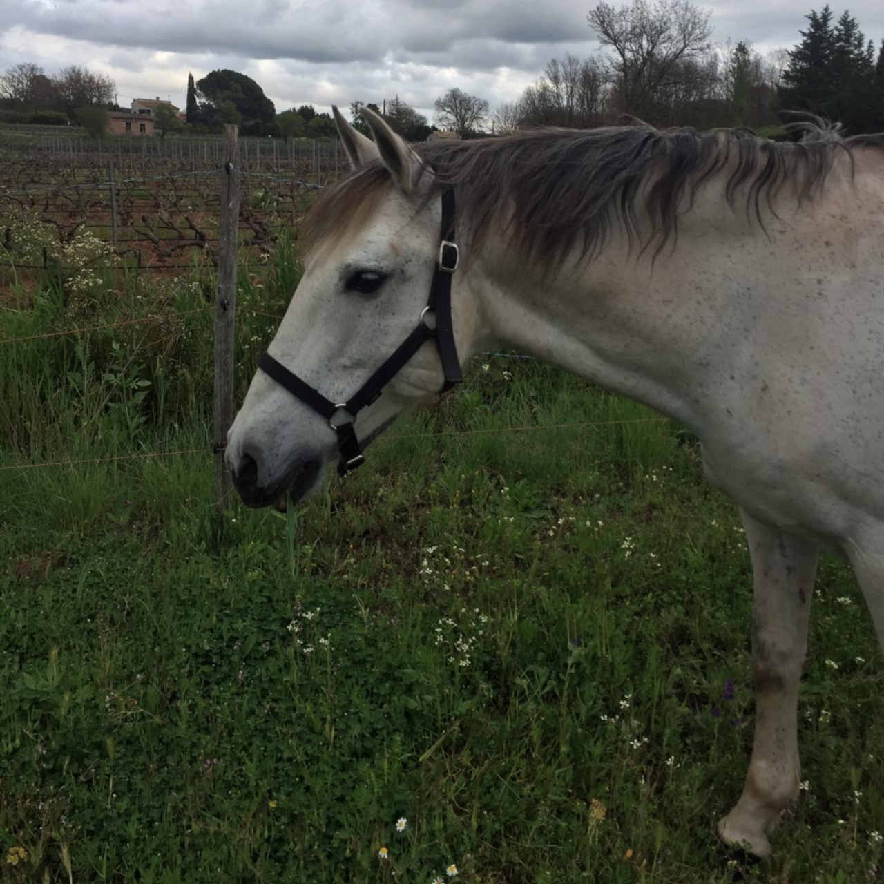 Image de l'annonce Cheval espagnol 17 ans