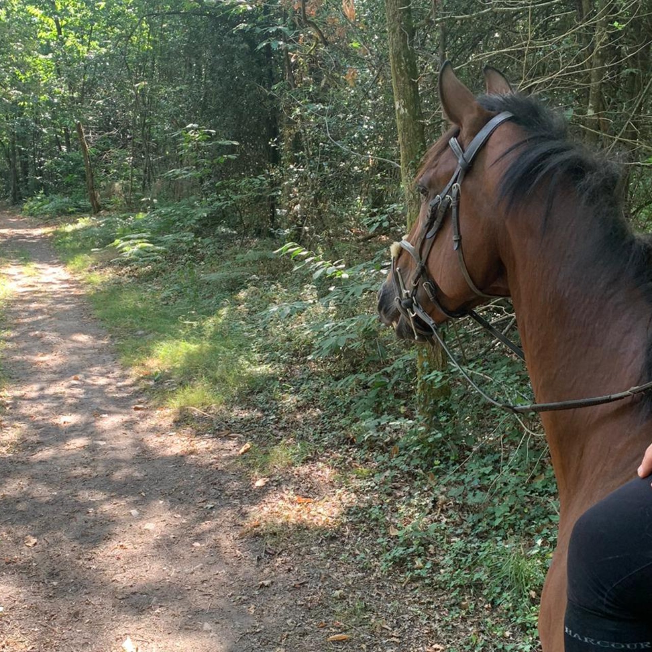 Image de l'annonce Beau trotteur cherche famille aimante et respectueuse