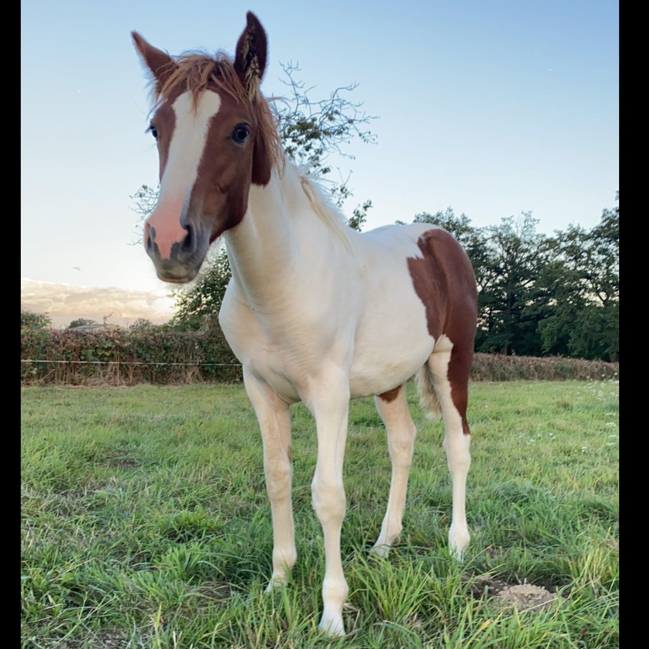 Image de l'annonce Pouliche à vendre 