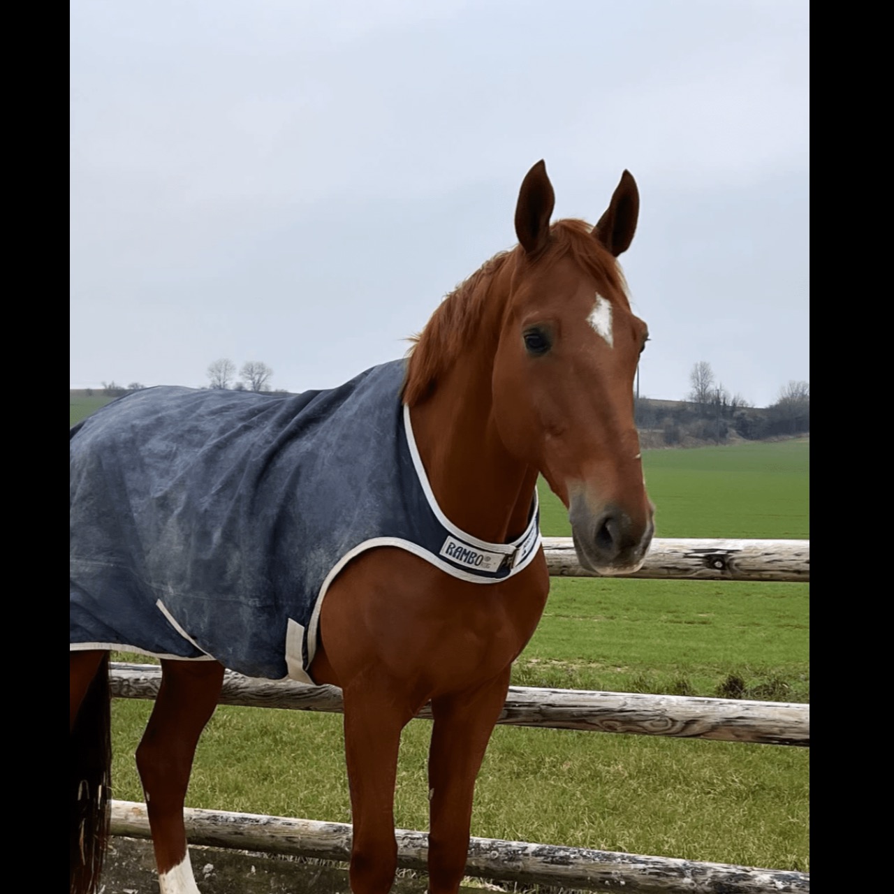 Image de l'annonce Vend Selle français par Quidam de revel 