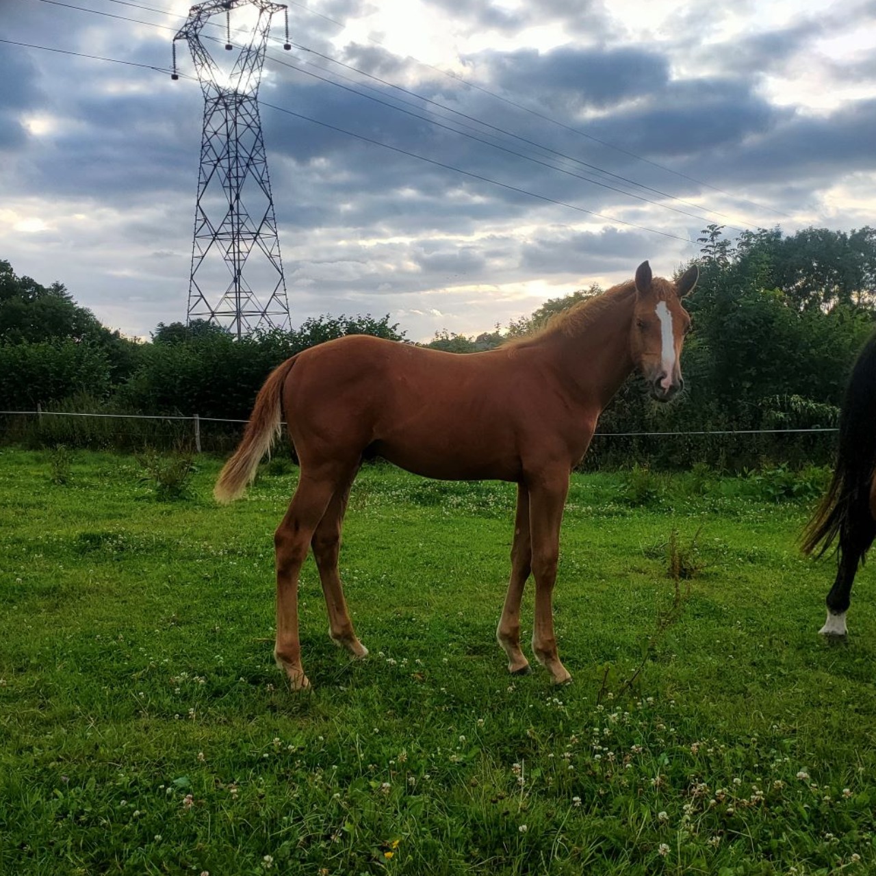 Image de l'annonce Foal mâle QUAPRICE BOIS MARGOT * SANDRO BOY