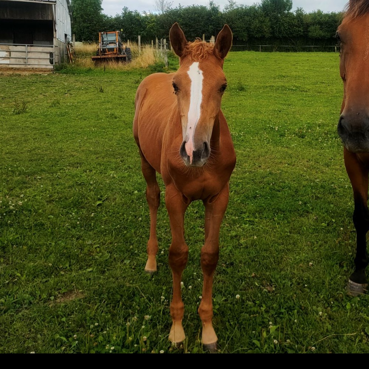 Image de l'annonce Foal mâle QUAPRICE BOIS MARGOT * SANDRO BOY