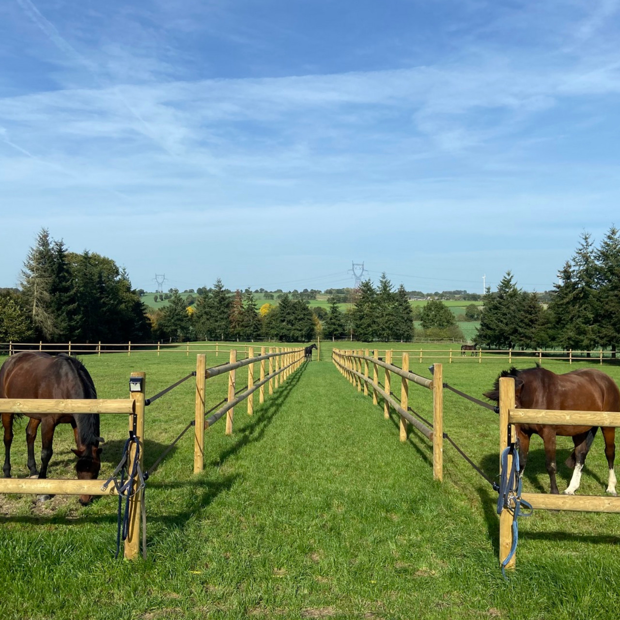 Image de l'annonce Ecurie de propriétaires - Pension chevaux