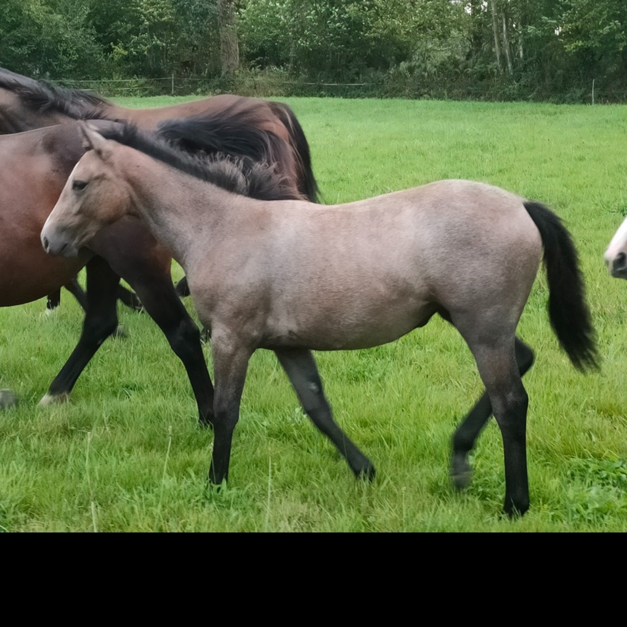 Image de l'annonce Foal femelle ROUDOU D'HURL'VENT * FLIPPER D'ELLE