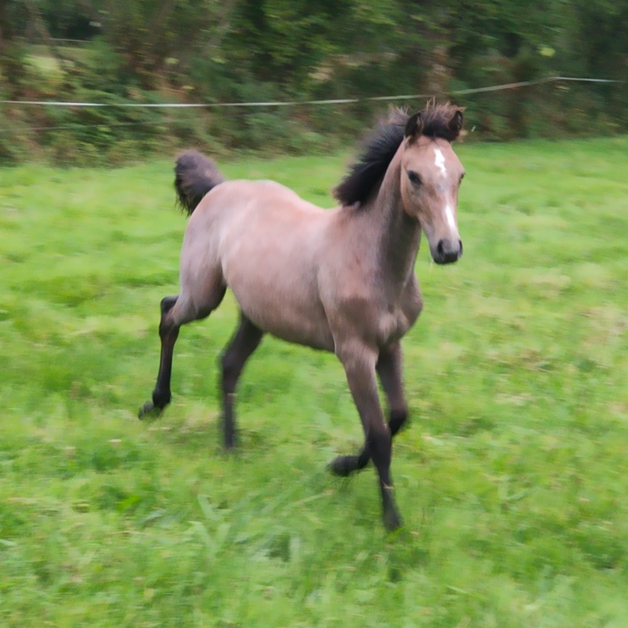 Image de l'annonce Foal femelle ROUDOU D'HURL'VENT * FLIPPER D'ELLE