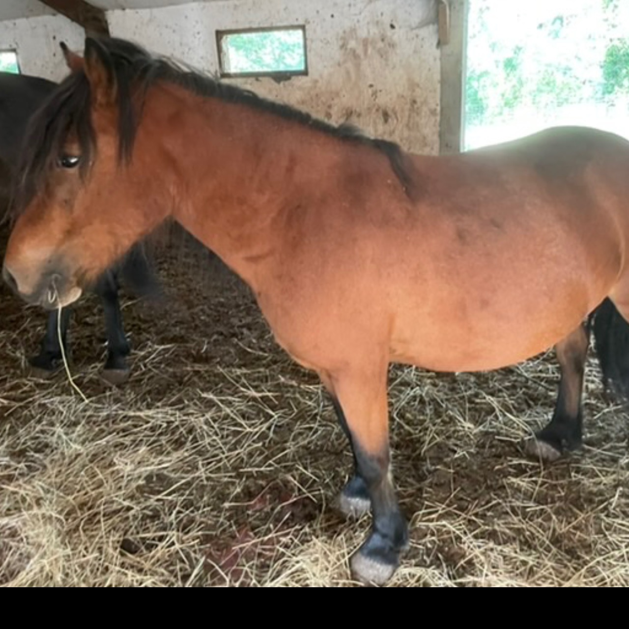 Image de l'annonce Ponette à vendre 