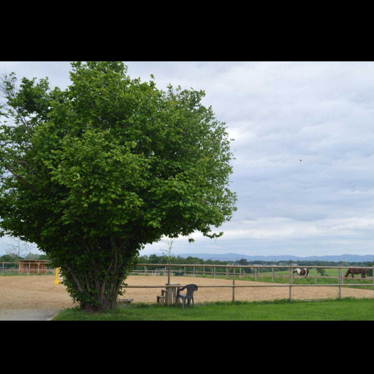 Image de l'annonce pension chevaux