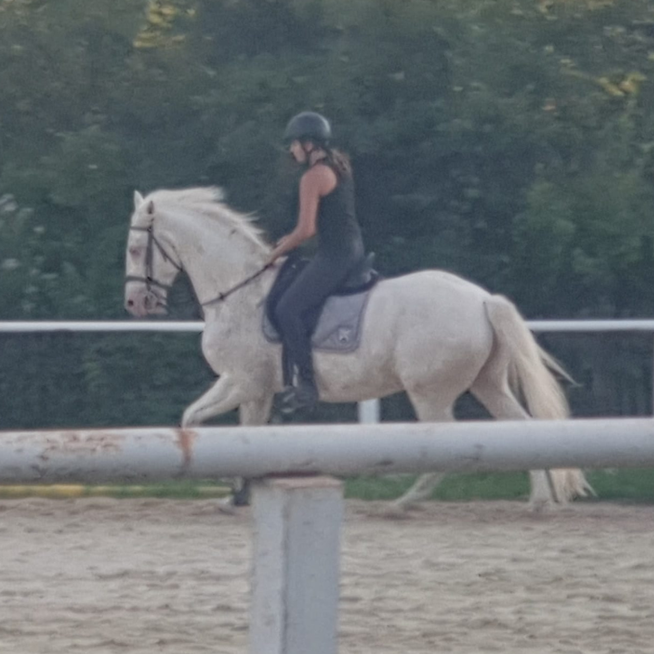 Image de l'annonce Magnifique cremello polyvalent