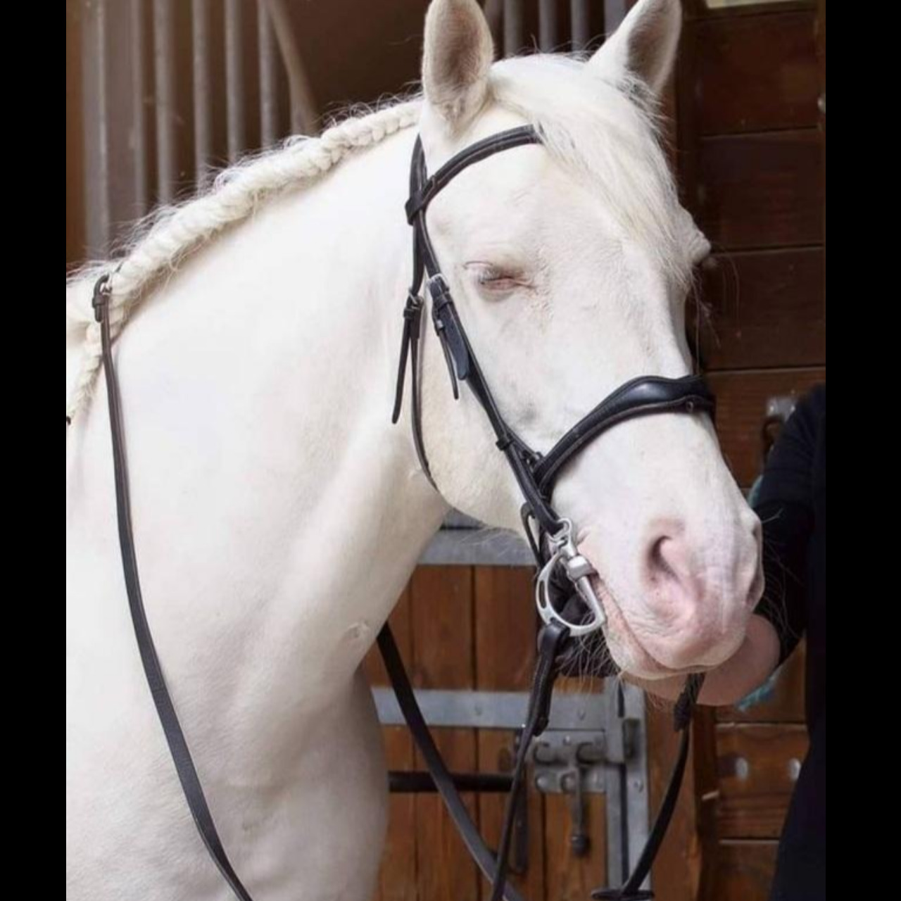 Image de l'annonce Magnifique cremello polyvalent