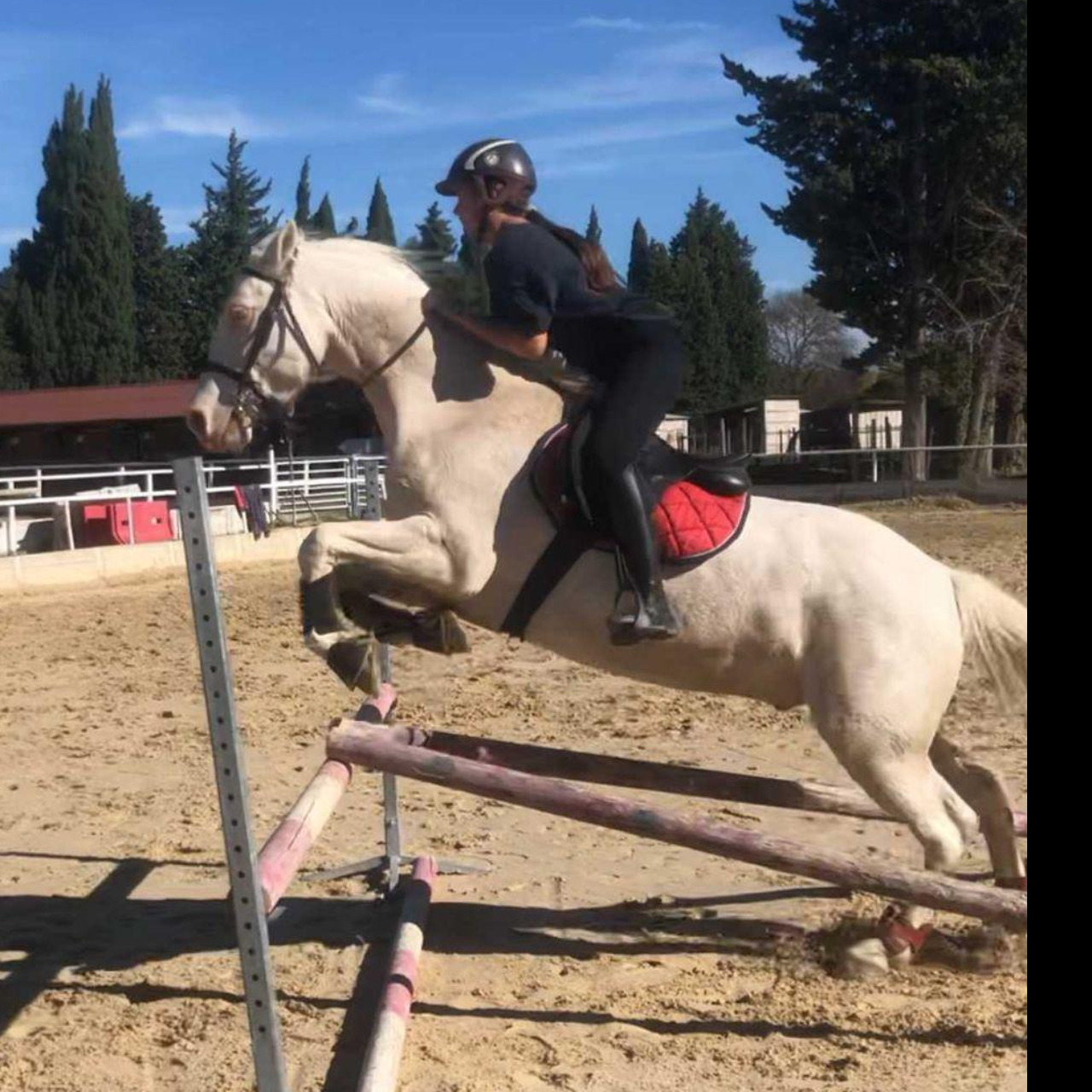 Image de l'annonce Magnifique cremello polyvalent