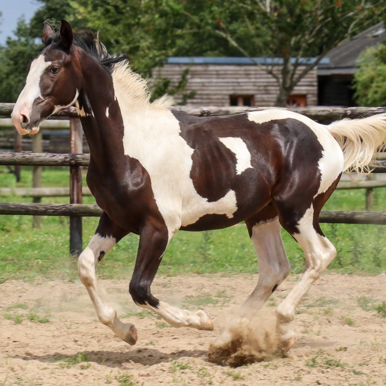 Image de l'annonce ENTIER ZANGERSHEIDE TOBIANO