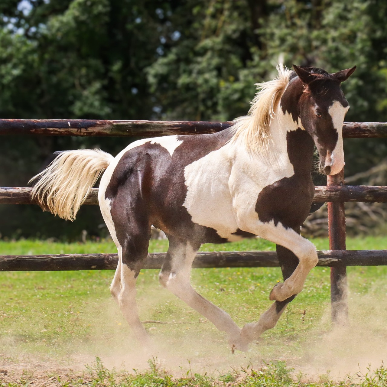 Image de l'annonce ENTIER ZANGERSHEIDE TOBIANO