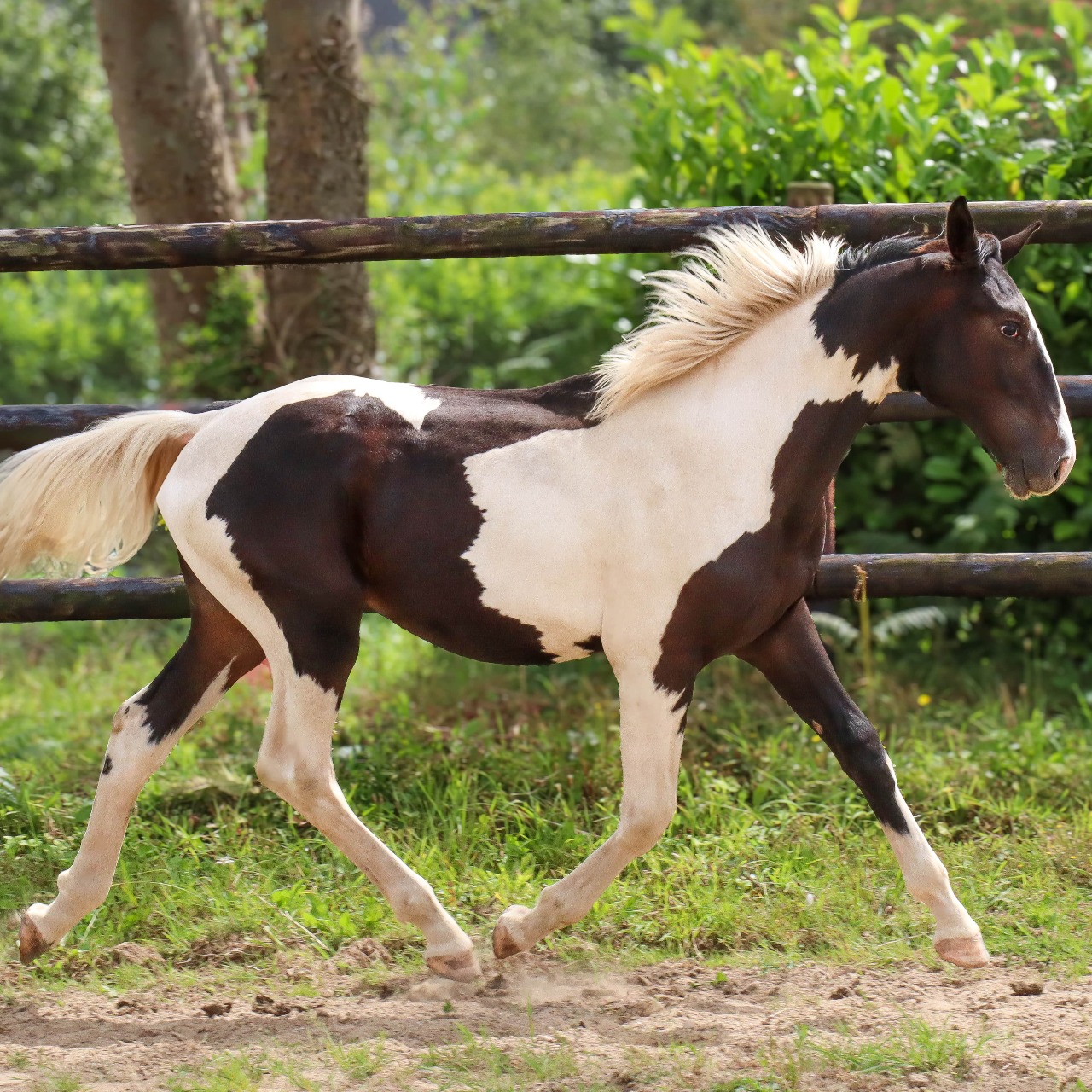 Image de l'annonce ENTIER ZANGERSHEIDE TOBIANO