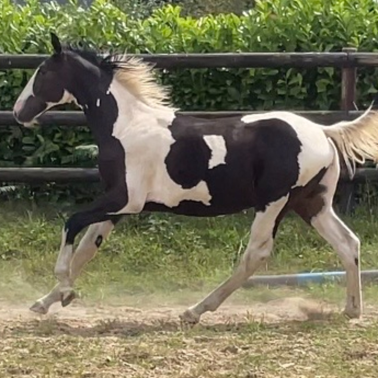 Image de l'annonce ENTIER ZANGERSHEIDE TOBIANO