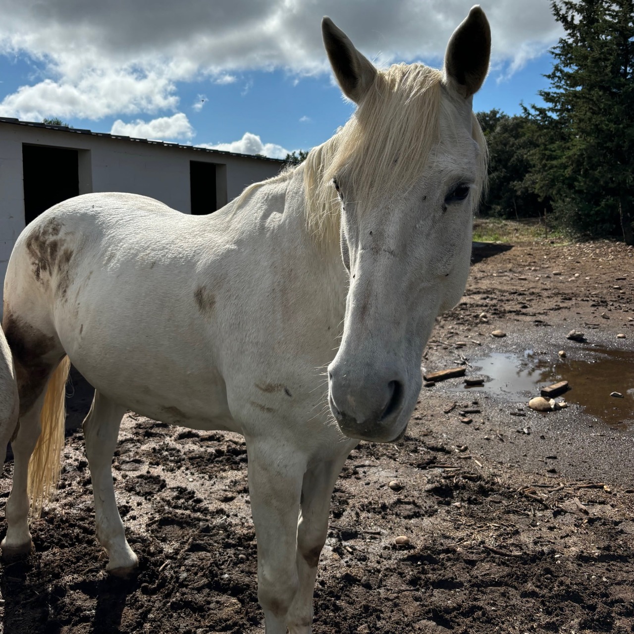 Image de l'annonce Jument Irish Horse 15 ans