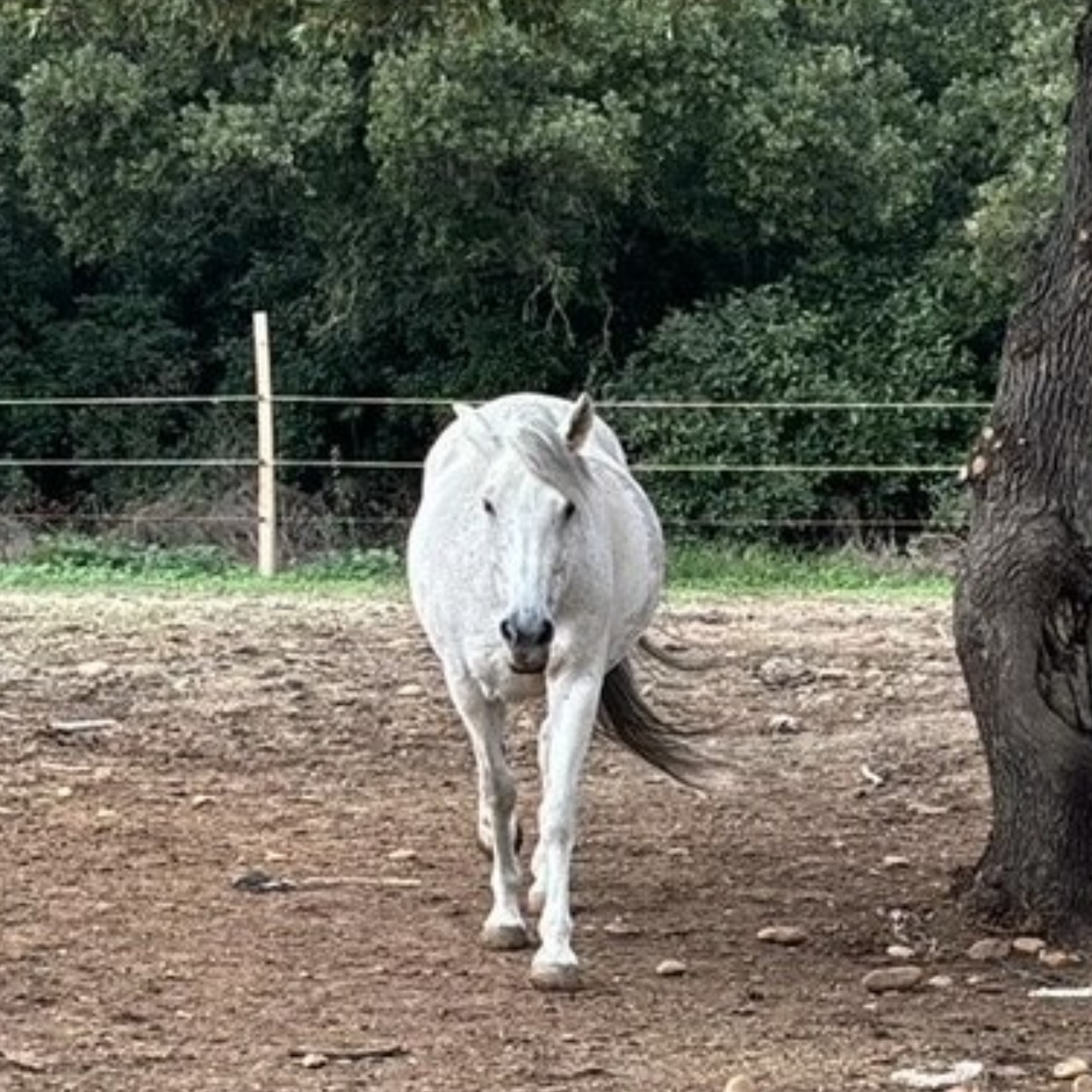 Image de l'annonce Jument type grande ponette pour élevage